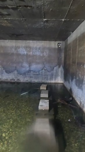 Underwater Eel Update in Aquariums and Fish Tanks