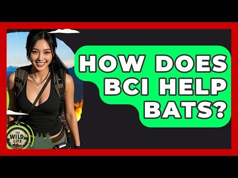 How Does BCI Help Bats? - The Wild Life Explorer