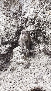 33K views · 98 reactions | So amazing!  #nature #monkey #animals #wildlife | Our Weird & Wonderful Discoveries | Facebook