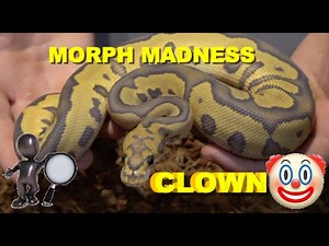 Morph Madness Clown Ball Python!!!!