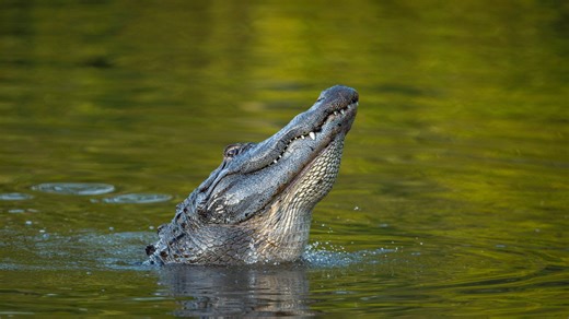 Alligator Alcatraz: Friends of the Everglades files lawsuit to block immigration prison
