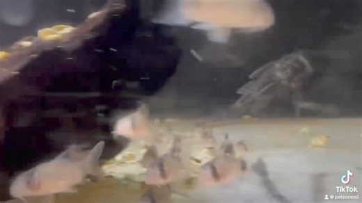 Say hello to the adorable Panda Corydoras, a charming and playful bottom dweller perfect for any community tank. With their distinctive black and white markings and friendly nature, these little catfish are a joy to watch as they scavenge and explore their surroundings. | Pet Zone Tropical Fish, San Diego, California | Facebook