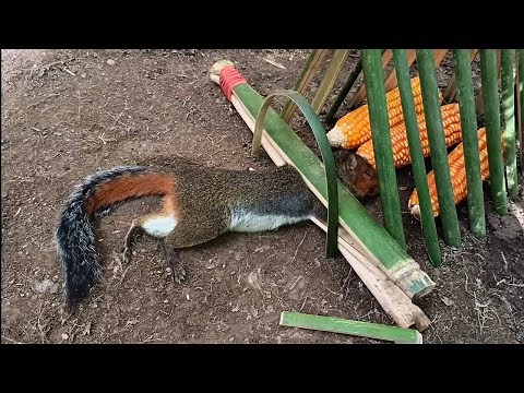 Build a simple squirrel trap and use wheat as its food.