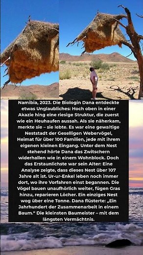 Dieses Vogelnest ist älter als 100 Jahre – ein Wunder der Natur!