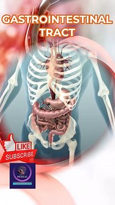 Gastrointestinal Tract: Structure, Function, and Health Tips #GastrointestinalTract #GutHealth #DigestiveSystem #HealthyGut #Nutrition #Wellness #DigestiveHealth #MedicalEducation | Medical Animation Media