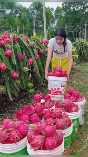 Exotic Fruits in the World | Rare and Amazing Fruits You Must See #exoticfruit #fruits #shorts