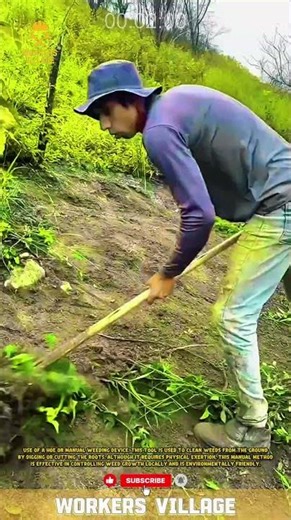 use of a hoe or manual weeding device. This tool is used to clean weeds from the ground by digging