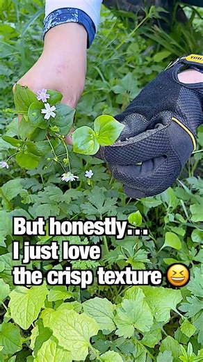 You’ve Probably Walked Past This Edible Plant 🌿