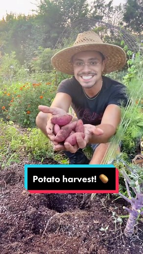 When your potato plants fall over and start going brown - it's time to harvest! 🥔🥔🥔 📹: @redleafranch #growyourown #allotment #autumn #sustainablefood #potatoes #harvest #allotmentgarden #homstead