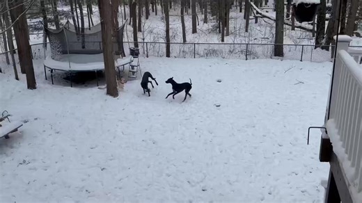 UPDATE on Atlas “Just checking in. We adopted Atlas the black great day and last spring. He is doing fantastic! Blending in well with the rest of our pack. You can see him here playing with our golden. He’s doing great! We will bring him by sometime for a visit.” We are so happy to see him doing amazing with his family (both humans and dogs) ❤️ | Noah Project