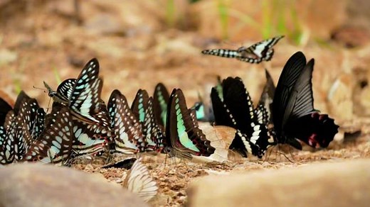 带你观看昆虫世界4