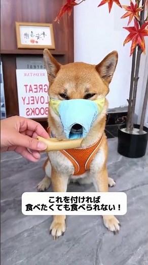 メッシュ通気設計！犬がハアハアと熱を逃がすのを妨げない、付けていても普通に呼吸できる！ #誤食防止 #マズル #公園の安全 #夏対策 #安全対策