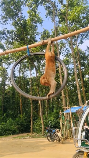 What are these monkeys fighting for? 🐒🔥