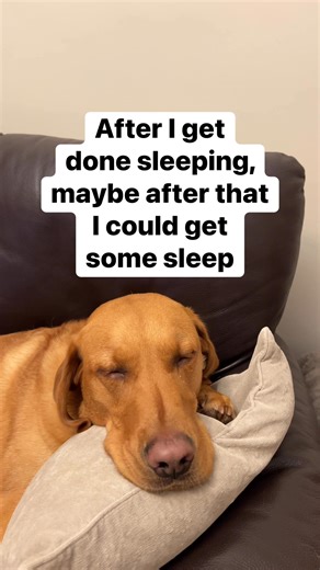 #dogs #pets | Bobby Duane