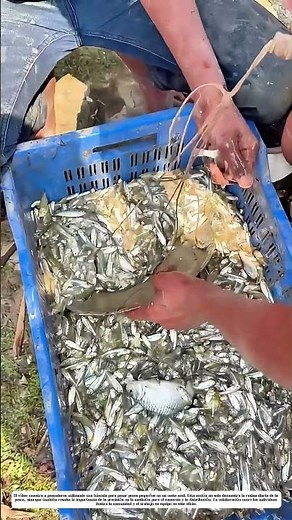 Pesca y Pesaje: Cómo los Pescadores miden su Captura con Precisión