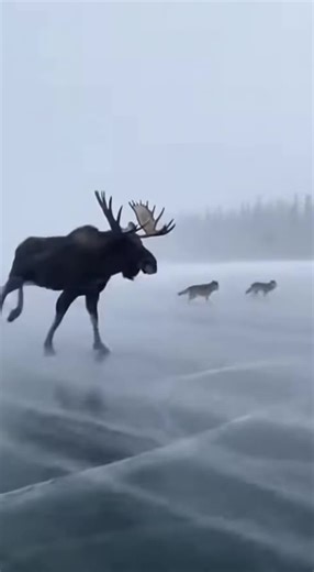Moose Encounter in the Wild: A Stunning Nature Experience