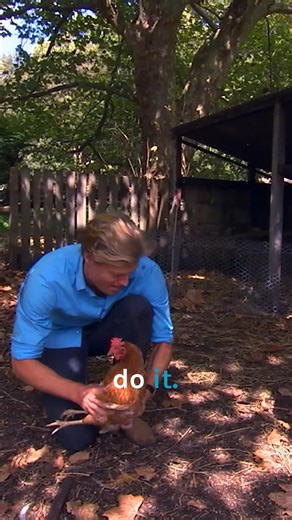 1.7M views · 35K reactions | Hypnotizing a real chicken  | Bondi Vet | Facebook