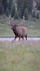 11K views · 234 reactions | The bull elk are starting to get feisty!  #bullelk #elk #antlers #fbreels #fbreelsvideo #fyp #rmnp #estespark #wildlifephotography #wildlife #colorado #natgeo #nationalpark | Colorado Wild Photography | Facebook