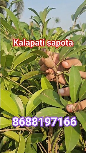 kalapati sapota | chikku plants in telugu | Pala sapota | Big size sapota plants #sapota #chiku