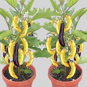 🌿Amazing 🪴Growing Eggplant Using Banana With Eggs _ How to grow tree at home With Quick And Easy | Tree Garden