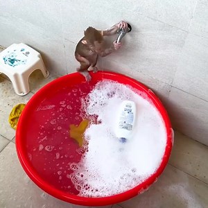 606K views · 10K reactions | Funny Time ! Monkey BiBi get up early morning go to swimming and play with Soap | Monkey Show Daily | Facebook