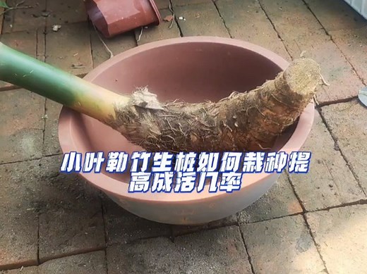 小叶簕竹如何栽种提高成活几率。