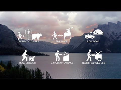 Wildlife & You - #WildlifeRules Banff National Park