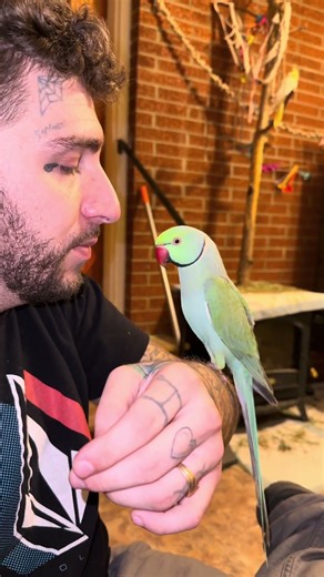 He only makes kissing sounds when the camera is off I swear!! #parrot #talkingparrot #cutepets