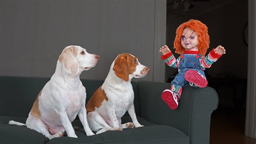 Dogs defeat Chucky with clever and funny strategies