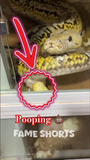 Anaconda toilet in water and feel the sound 💩 pooping #pooping #Snakepooping #Shorts