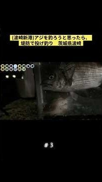 (波崎新港)アジを釣ろうと思ったら、堤防で投げ釣り 茨城県波崎#fishing #釣り #釣り場 #投げ釣り #海釣り