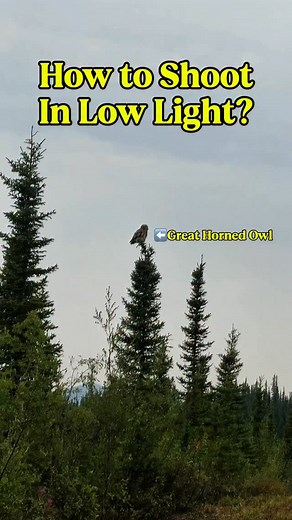 10K views · 11 reactions | Photographing birds in low light is tough,...