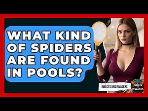 What Kind Of Spiders Are Found In Pools? - Insects and Invaders
