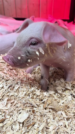 The National Western Stock Show features a baby animal nursery each year with goats, piglets, sheep, alpacas, baby cows and miniature horses! These 11 piglets were born just ten days ago! Thank you to @Kassi loves Jesus 🫶✝️ @kait.lynfen and @Allie from the National FFA Organization for teaching us about taking care of animals! #NationalWesternStockShow #Colorado #Denver #babyanimals #oink