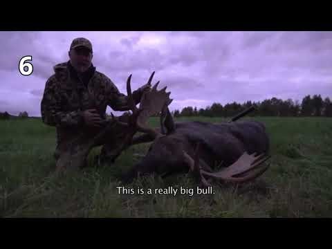 Epic Moose Hunting Compilation 20 Unforgettable Moments
