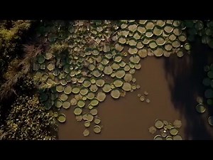 Flora y fauna: Irupé - Canal Encuentro HD