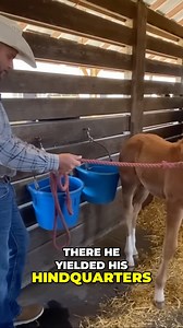 88K views · 1.1K reactions | Set it up and wait! Full vid on my patreon page. www.patreon.com/ryanrosehorsemanship | Ryan Rose | Facebook