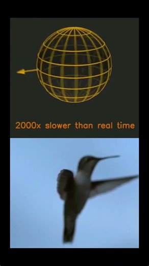 Hummingbird vs. neutron star — who wins the speed race? 💫