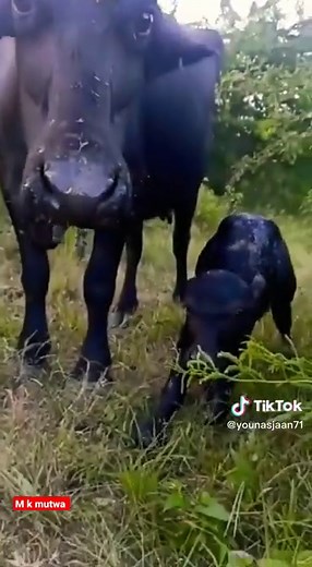 Black Cow and Calf Bonding in Grassy Field