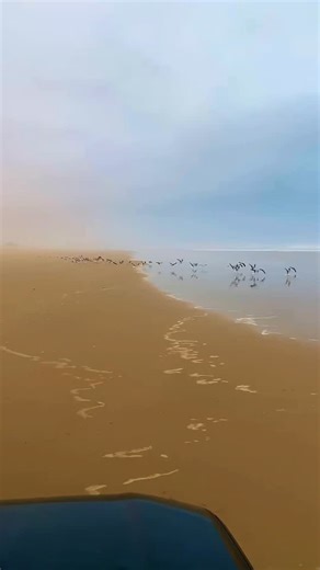 6.8K views · 83 reactions | driving along the endless white beach, where ocean waves meet golden sands and the horizon feels infinite. pure freedom, pure morocco ‍♂️✨ #morocco #moroccotravel #whitebeach #surftrip #surfingmorocco #moroccovacation #moroccobeaches #surfinglife #moroccotrip #oceanvibes #endlesswaves #travelmorocco #surfescape #moroccocoast #adventuremorocco #surfersparadise #beachvibes #surfmorocco #travelvibes | Morocco Shiny Days | Facebook