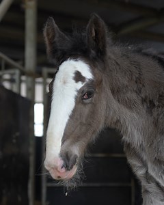 Ruby's foal is back home in the roundhouse and is settling in well and making lots of new friends at Cannon Hall Farm. | Cannon Hall Farm