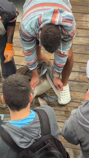 Pelican￼ abused? Full video coming soon. #pelican #viral #animals #fishing #fish #seaducks #like