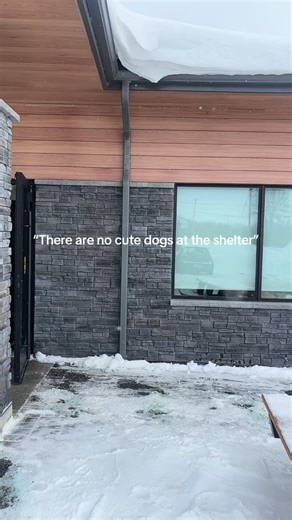 YOUR NEIGHBOURHOOD SHELTER NOW ON TIKTOK Friends, find us over on Tiktok - we're @nbhumanesociety and we've got cute dog and cat videos to enjoy. Check out some of the cutest residents at our shelter, then come for a visit! We're open to the public 7 days a week for dog walks, cat visits, volunteering and more! (Shout-out to Animal Care Attendant Rylan for today's video!) | North Bay and District Humane Society