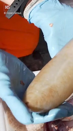 59K views · 448 reactions | 100 new marine species discovered in New...