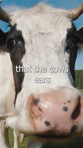 Did ALIENS Do This To The Cows? #aliens #shorts