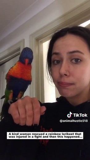 A Kind Woman's Touch: Rainbow Lorikeet Rescue