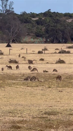 Over 100 kangaroos an hour from the CBD.. SA LOOK AT THIS !! 😳 I just stopped to film this mob of kangaroos. I counted over 100. I don’t think I’ve ever seen roo numbers this high around areas like this and thru the Adelaide Hills and to the North. | Cosi Andrew Costello