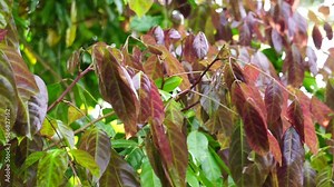 Archidendron pauciflorum (Blackbead, Dog Fruit, Djenkol tree, Luk Nieng Tree, Ngapi Nut, Pithecellobium lobatum Benth, Djenkol, Jengkol) leaves on the tree