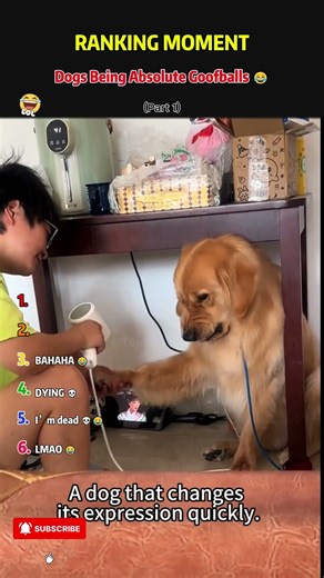 Chaos Countdown—I’m Losing My Mind 😂#funny #humor #countdown #shorts #usa