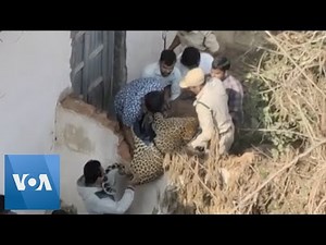 Officials Catch Stray Leopard in Indian Village